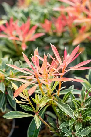 Pieris 'Flaming Silver' - 30-40 CM C3 - image 3