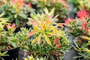 Pieris 'Flaming Silver' - 30-40 CM C3 - image 4