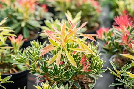 Pieris 'Flaming Silver' - 30-40 CM C5 - image 4