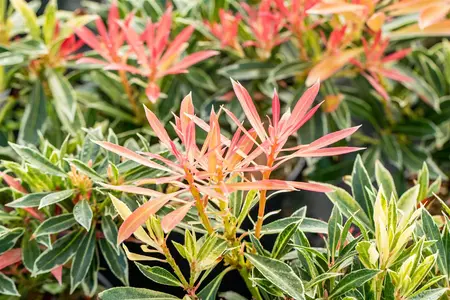 Pieris 'Flaming Silver' - 30-40 CM C3 - image 2