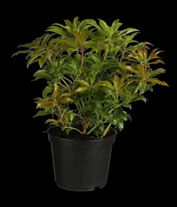 Pieris 'Forest Flame' - 10 Ltr pot - image 4