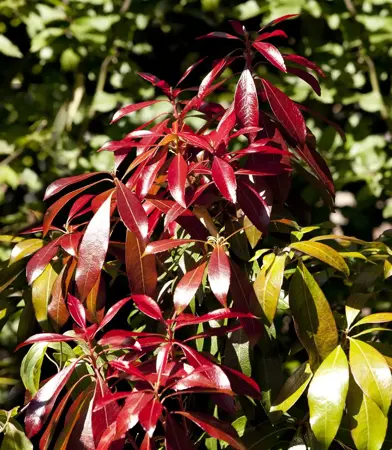 Pieris 'Forest Flame' - 10 Ltr pot - image 2