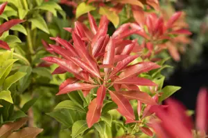 Pieris 'Forest Flame' - P9 - image 3