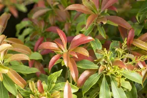 Pieris 'Forest Flame' - P9 - image 4
