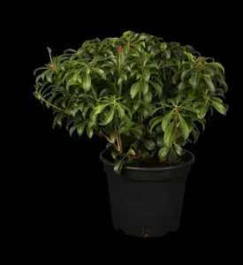 Pieris jap. 'Bonfire' - 10 Ltr pot - image 1