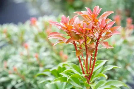 Pieris jap. 'Bonfire' - 5 Ltr pot - image 5