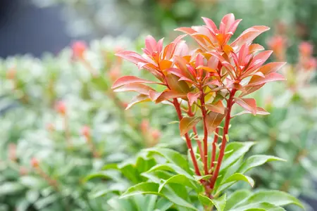 Pieris jap. 'Bonfire' - 7.5 Ltr pot - image 3
