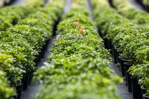 Pieris jap. 'Bonfire' - 30-40 CM C5 - image 4