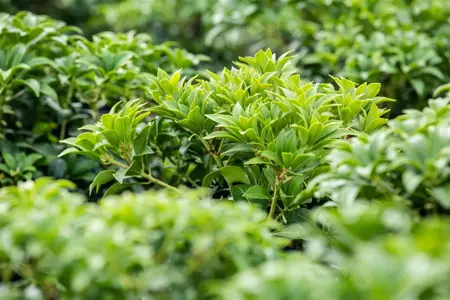 Pieris jap. 'Bonfire' - 5 Ltr pot - image 4