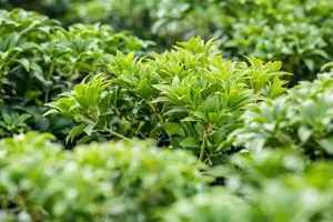 Pieris jap. 'Bonfire' - 5 Ltr pot - image 4