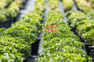 Pieris jap. 'Bonfire' - 30-40 CM C5 - image 1