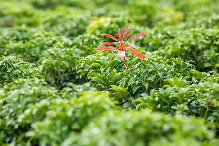Pieris jap. 'Bonfire' - 30-40 CM C5 - image 5