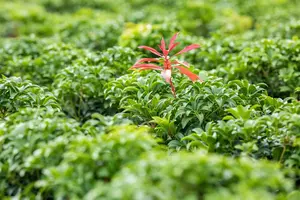 Pieris jap. 'Bonfire' - 40-50 CM C10 - image 5