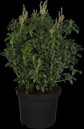 Pieris jap. 'Bonfire' - 10 Ltr pot - image 2