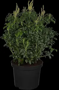 Pieris jap. 'Bonfire' - P9 - image 2