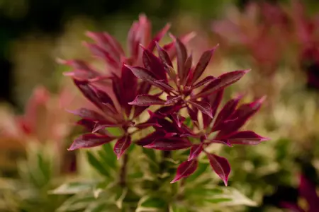 Pieris jap. 'Carnaval' - 5 Ltr pot - image 2