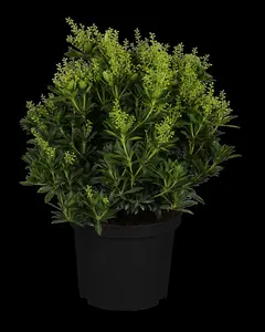 Pieris jap. 'Cupido' - 30-40 CM C5 - image 1