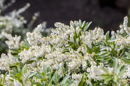 Pieris jap. 'Cupido' - 10 Ltr pot - image 2