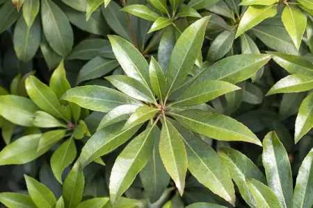 Pieris jap. 'Cupido' - 10 Ltr pot - image 3
