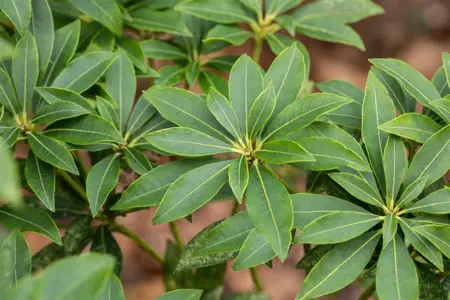 Pieris jap. 'Cupido' - 10 Ltr pot - image 4