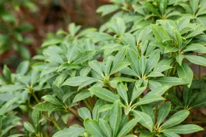 Pieris jap. 'Cupido' - 10 Ltr pot - image 5