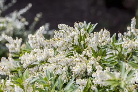 Pieris jap. 'Cupido' - 30-40 CM C5 - image 2