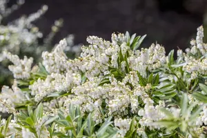 Pieris jap. 'Cupido' - 30-40 CM C5 - image 2