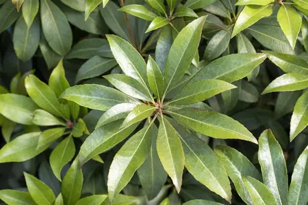Pieris jap. 'Cupido' - 30-40 CM C5 - image 3