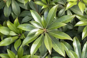 Pieris jap. 'Cupido' - 30-40 CM C5 - image 3