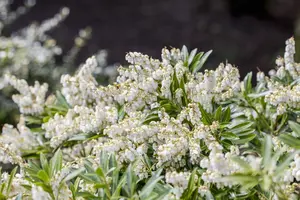 Pieris jap. 'Cupido' - 7.5 Ltr pot - image 4
