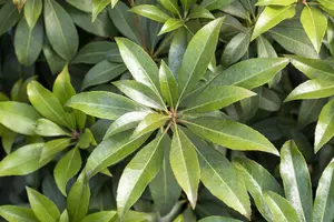 Pieris jap. 'Cupido' - 7.5 Ltr pot - image 2