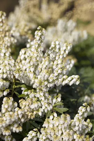 Pieris jap. 'Debutante' - 30-40 CM C3 - image 2