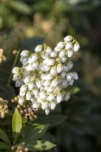 Pieris jap. 'Debutante' - 30-40 CM C3 - image 4