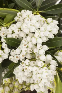 Pieris jap. 'Debutante'