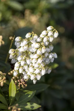 Pieris jap. 'Debutante' - P9 - image 4