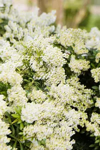 Pieris jap. 'Debutante' - P9 - image 5