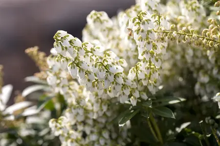 Pieris jap. 'Debutante' - 30-40 CM C3 - image 3