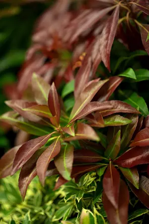 Pieris jap. 'Katsura' - 3 Ltr pot - image 1