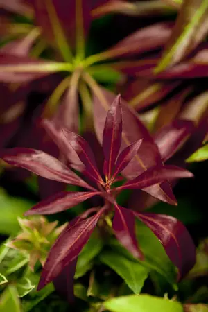 Pieris jap. 'Katsura' - 3 Ltr pot - image 2