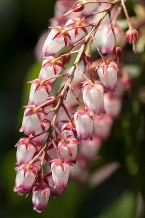 Pieris jap. 'Katsura' - 3 Ltr pot - image 3