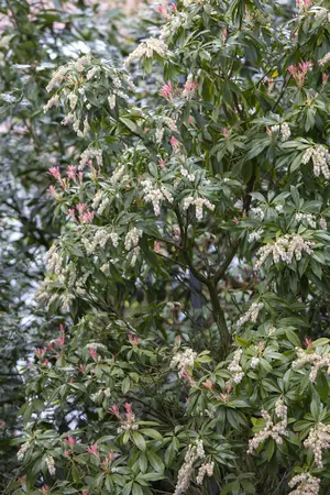 Pieris jap. 'Katsura' - 3 Ltr pot - image 5