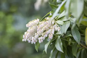 Pieris jap. 'Katsura' - 3 Ltr pot - image 4