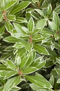 Pieris jap. 'Little Goldy' - LINERS 18 CEL TRAY P9 SIZE - image 3