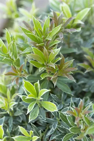 Pieris jap. 'Little Goldy' - LINERS 18 CEL TRAY P9 SIZE - image 2
