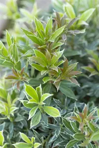 Pieris jap. 'Little Goldy' - LINERS 18 CEL TRAY P9 SIZE - image 2