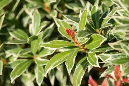 Pieris jap. 'Little Goldy' - LINERS 18 CEL TRAY P9 SIZE - image 3