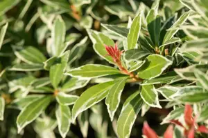 Pieris jap. 'Little Goldy' - LINERS 18 CEL TRAY P9 SIZE - image 3