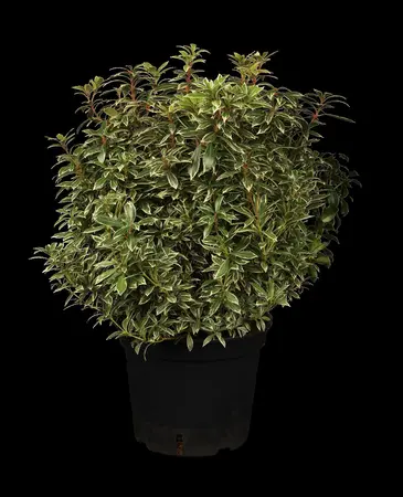 Pieris jap. 'Little Heath' - 30-40 CM C3 - image 1