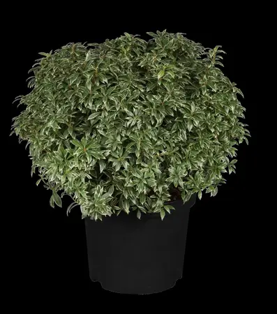 Pieris jap. 'Little Heath' - 7.5 Ltr pot - image 2