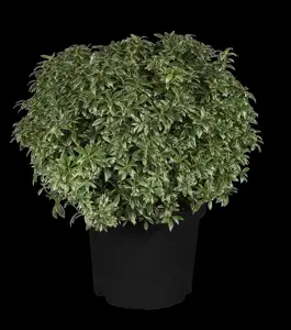 Pieris jap. 'Little Heath' - 7.5 Ltr pot - image 2
